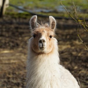 Alpaca or something