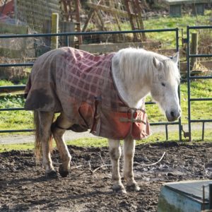 Horse with a blanket