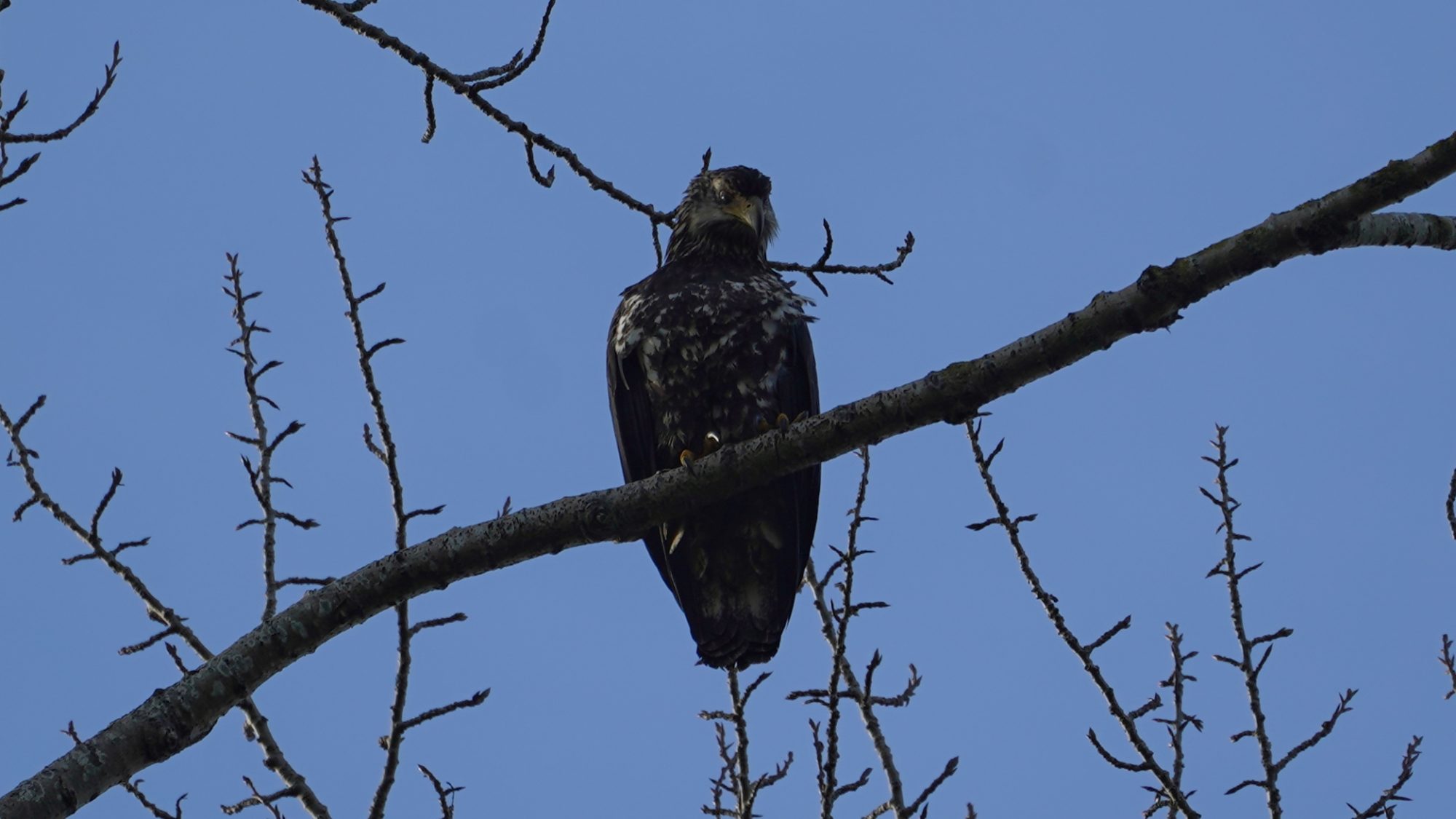 Immature bald eagle