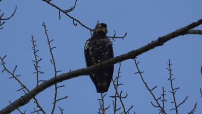 Immature bald eagle