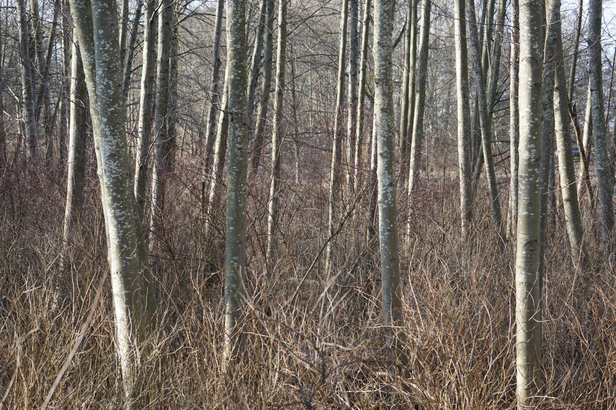 Trees and light