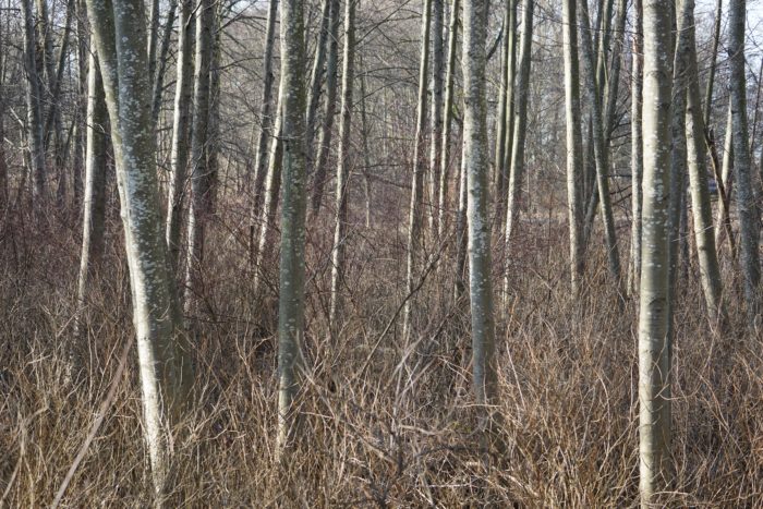 Trees and light