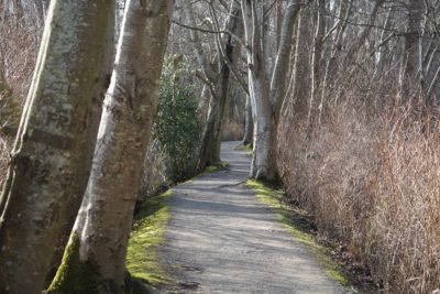 Path among trees