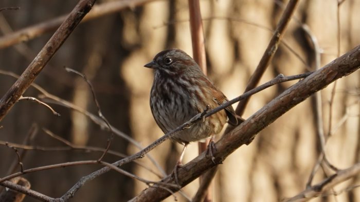 Song sparrow