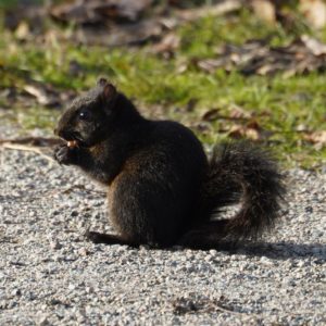 Squirrel