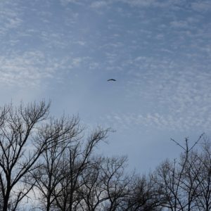 Red-tailed hawk high in the sky