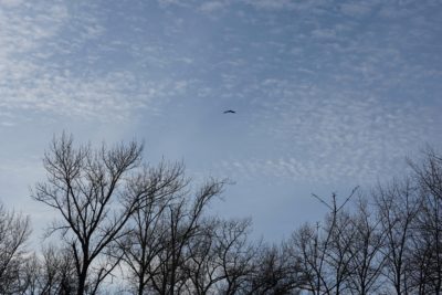 Red-tailed hawk high in the sky