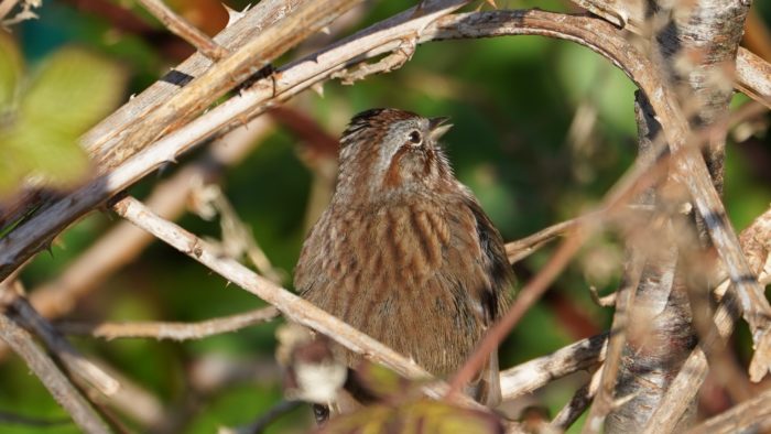 Song sparrow