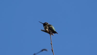Hummingbird sitting