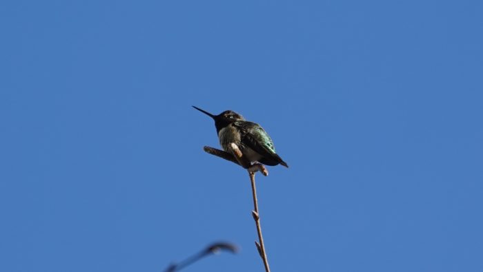 Hummingbird sitting