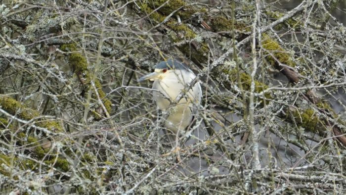 Black-crowned Night Heron