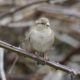 House sparrow by a feeder