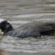 Splashing coot