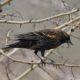 Immature blackbird