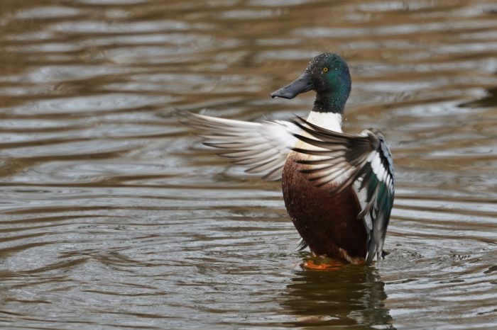 Flapping Northern Shoveler