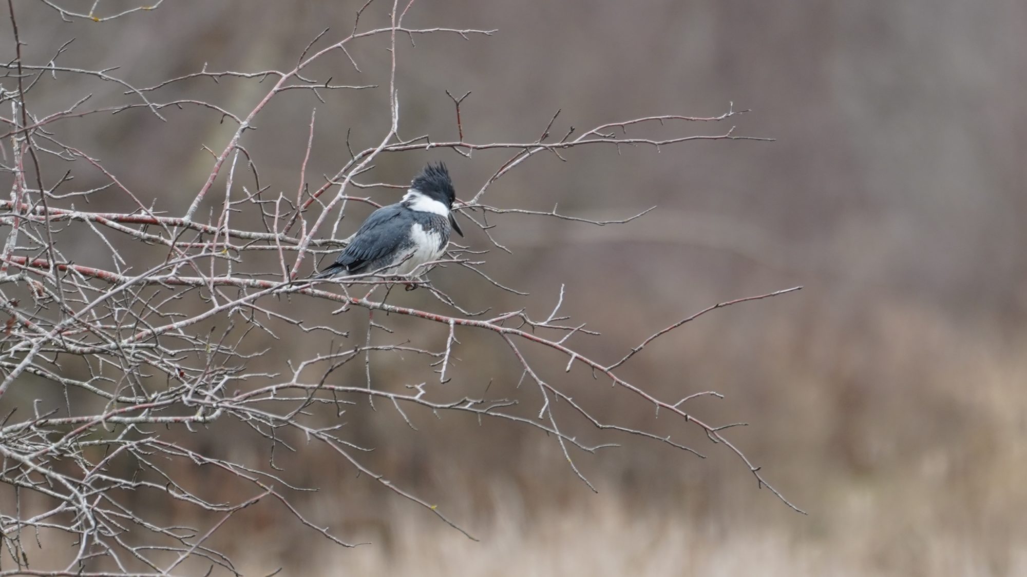 Belted kingfisher