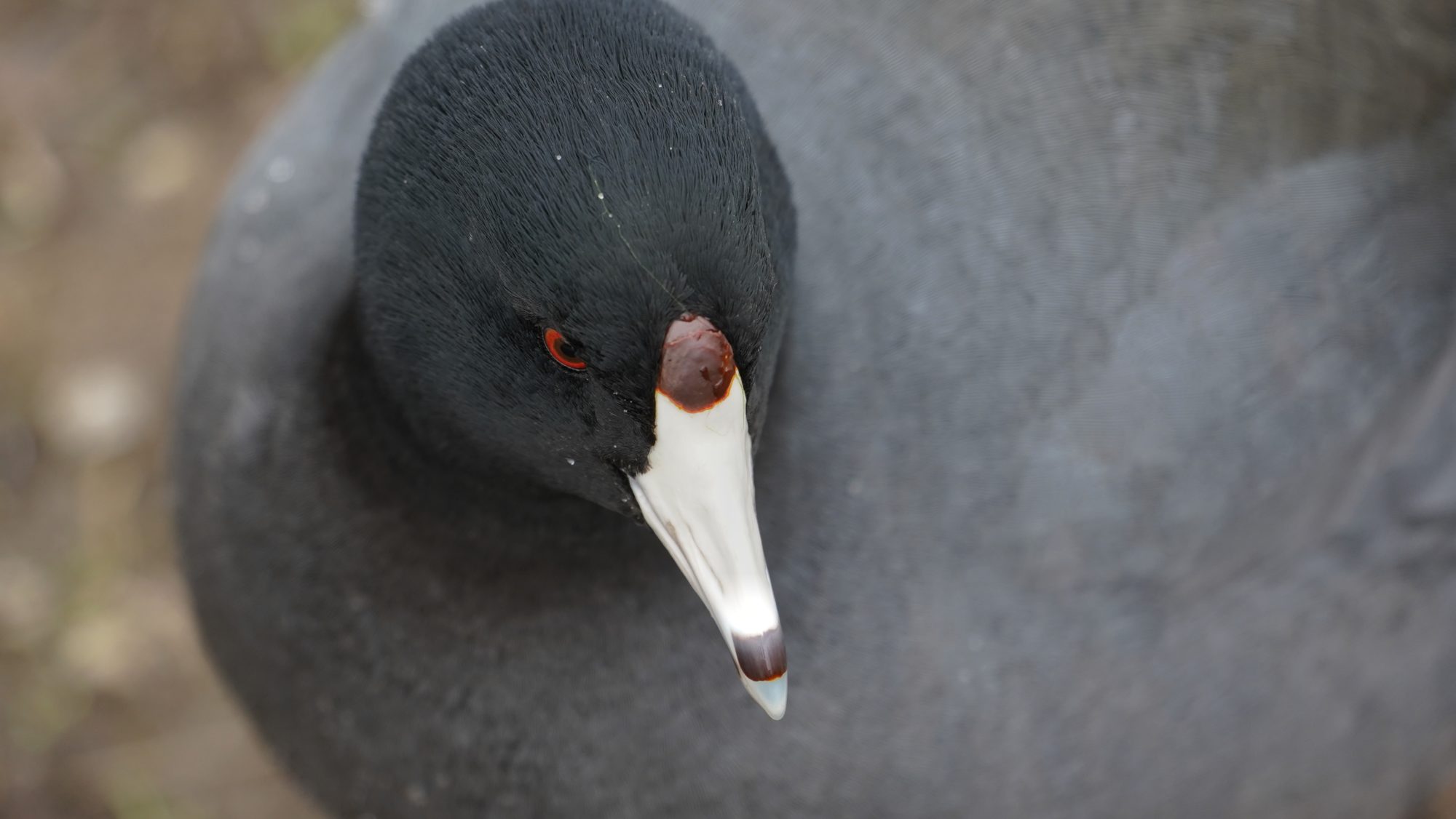 American coot face