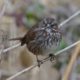 Song sparrow