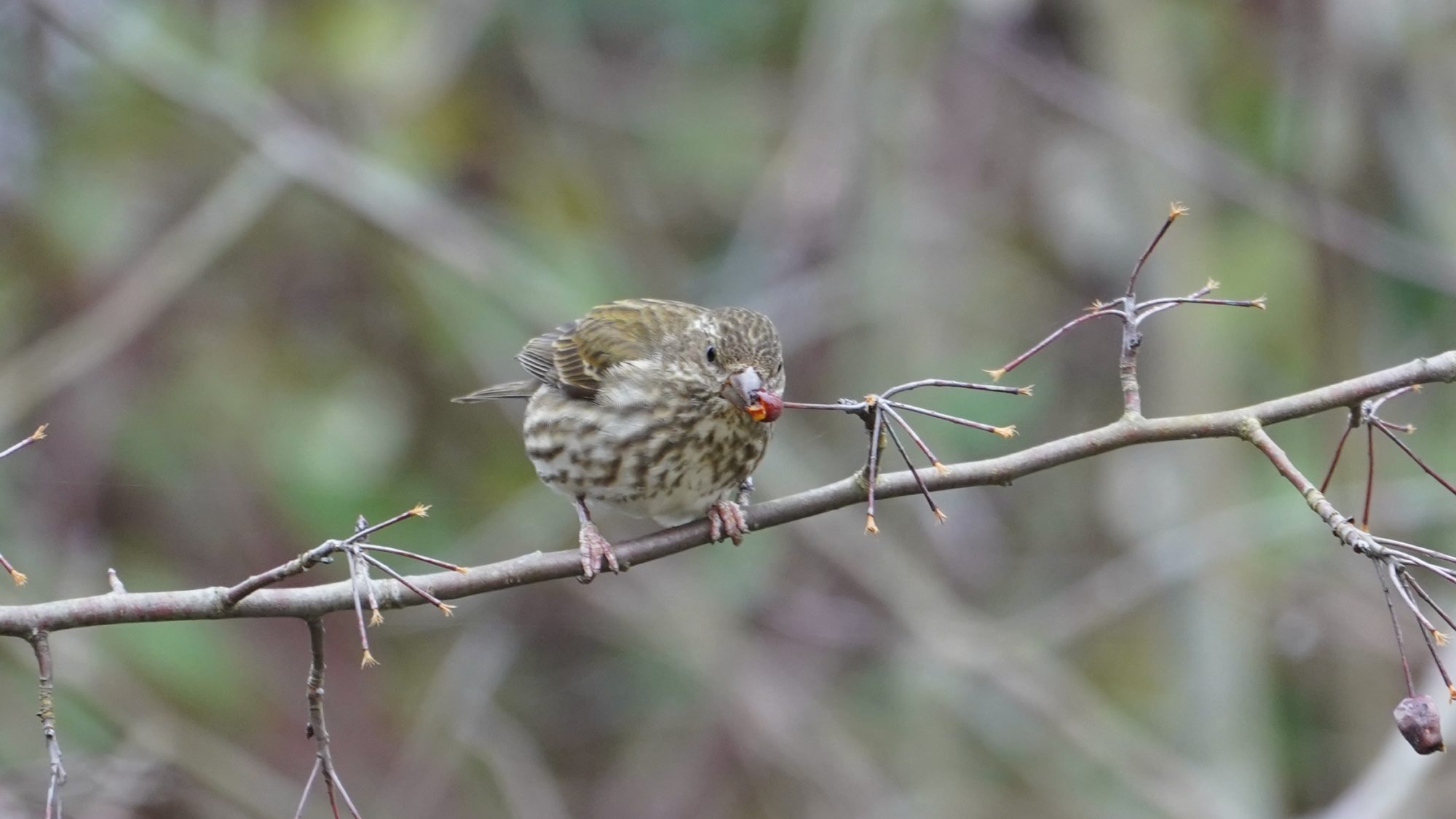 Purple finch