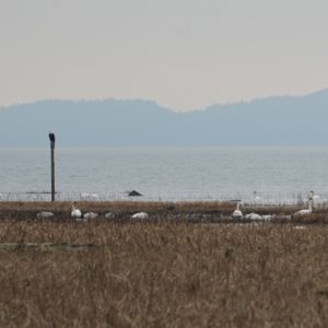 Bald eagle and trumpeter swans