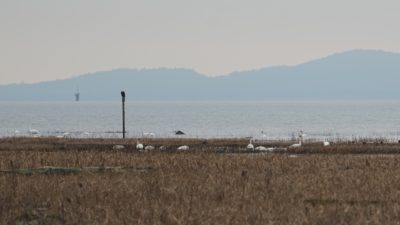 Bald eagle and trumpeter swans