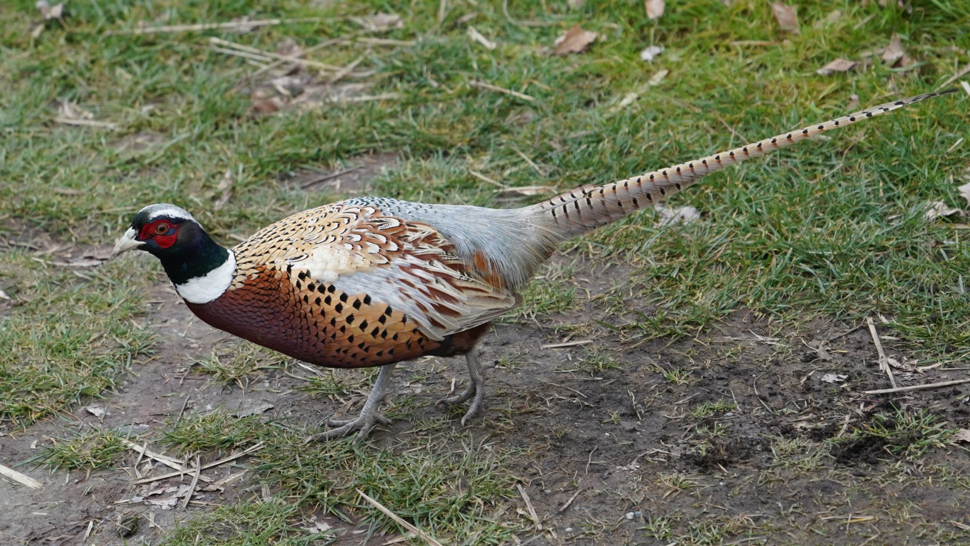 Pheasant