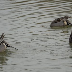 Northern Pintail butts