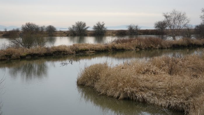 Reifel ponds