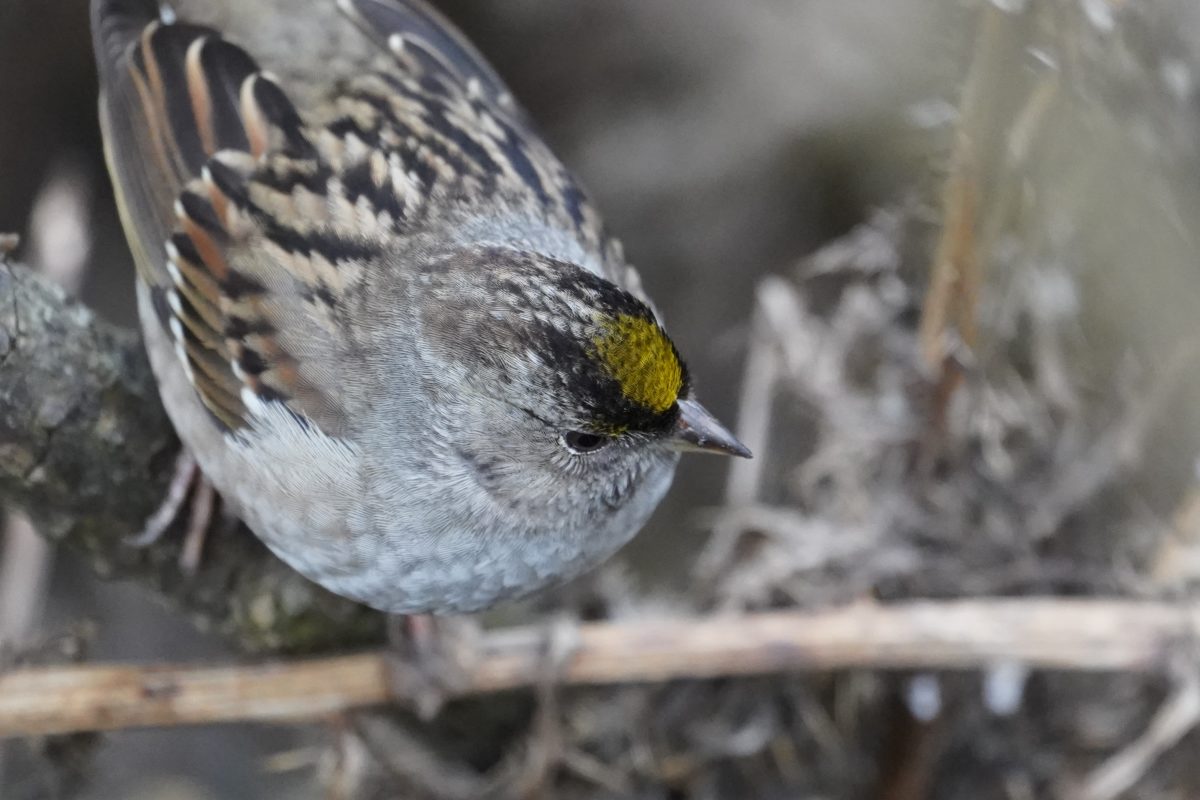 Golden-crowned sparrow from above
