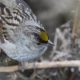 Golden-crowned Sparrow from above