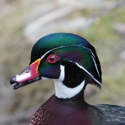 Wood duck