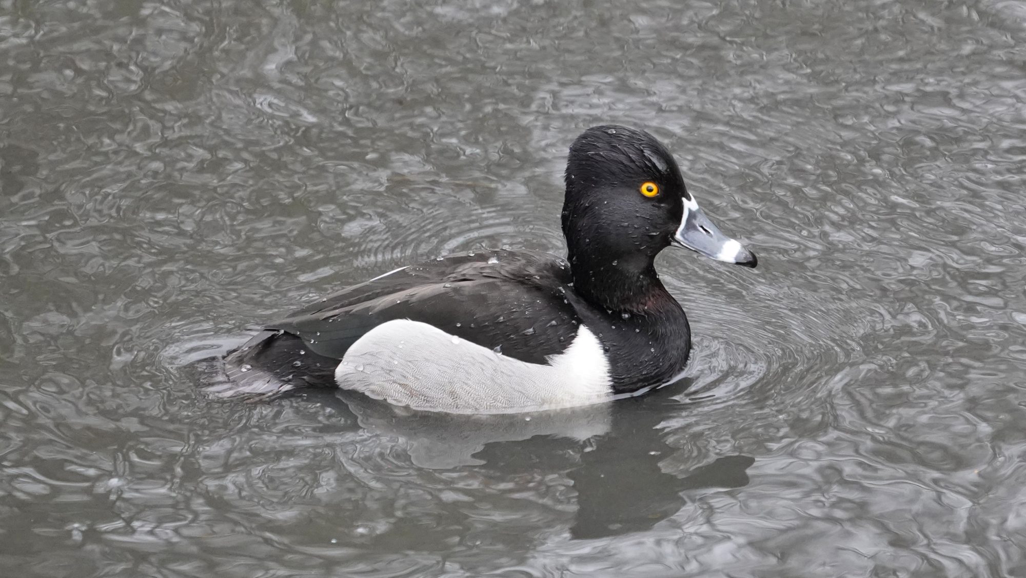 Ring-necked duck