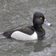 Ring-necked duck, bedazzled