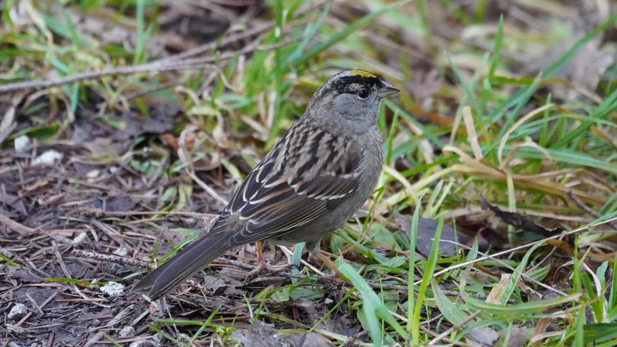 Golden-crowned sparrow