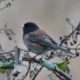 Dark-eyed junco