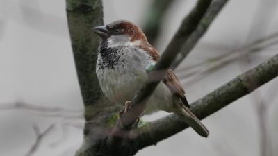House sparrow
