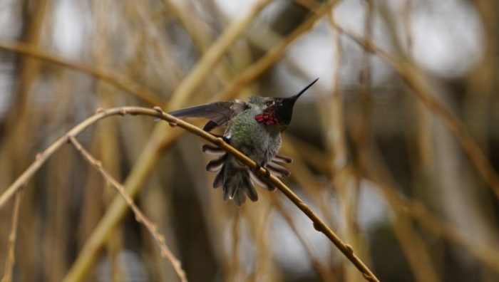 Stretching hummingbird