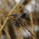 Stretching hummingbird