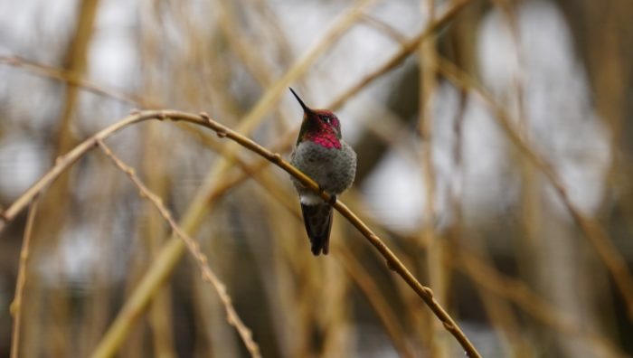 Anna's hummingbird