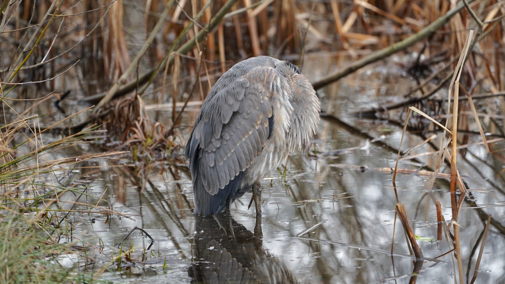 Sleeping heron