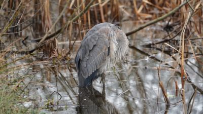 Sleeping heron