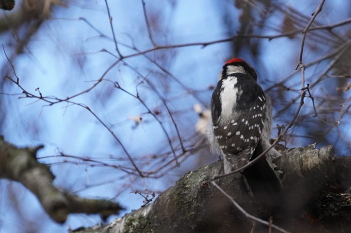 Downy Woodpecker