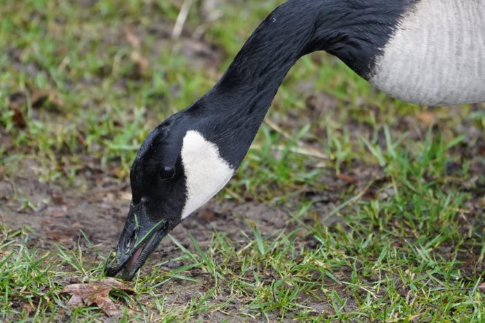 Canada goose