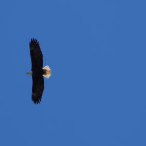 Bald Eagle soaring