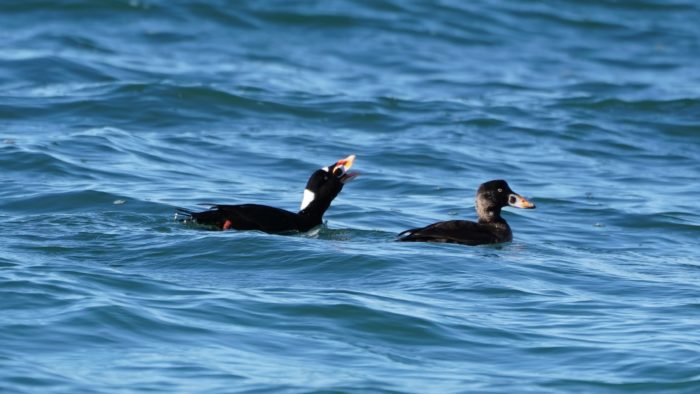 Surf Scoters