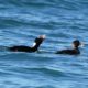 Two Surf Scoters