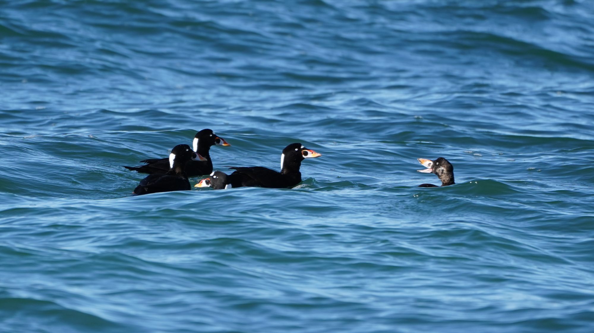 Surf Scoters