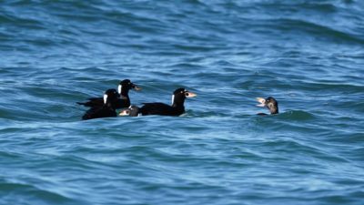Surf Scoters