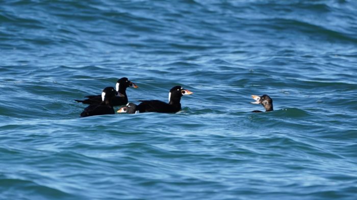 Surf Scoters