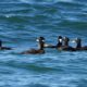 Surf Scoters sitting on the waves